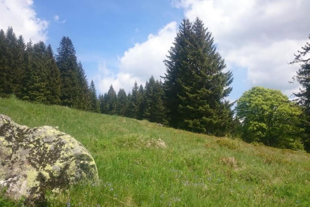 Ferienwohnung Schog Todtnau Bagian luar foto