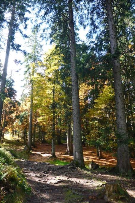 Ferienwohnung Schog Todtnau Bagian luar foto